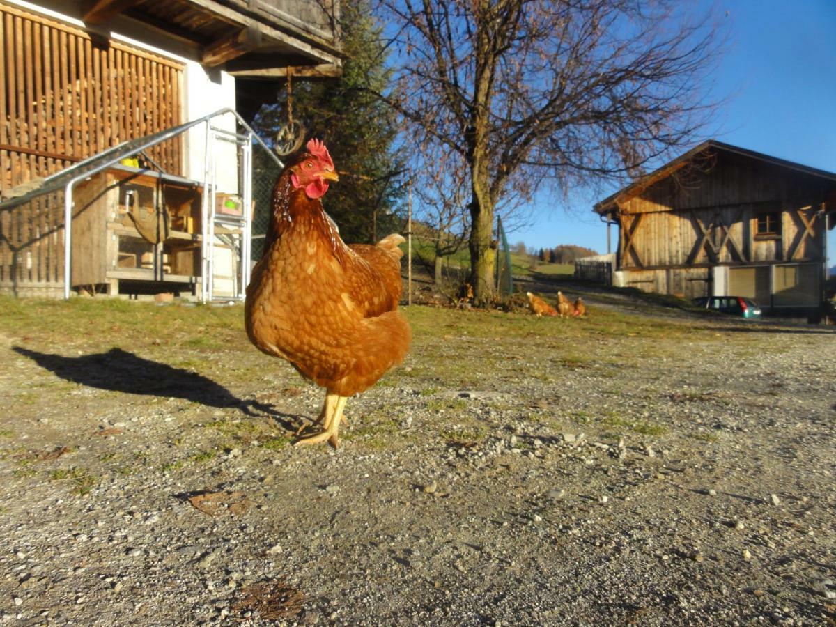 Mair Am Graben Farm * Chalets Terento Luaran gambar